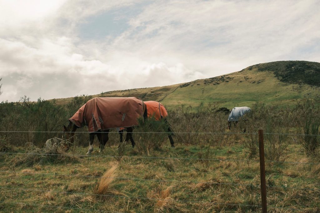 paardendeken